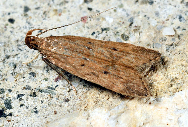 3 Gelechiidae - Helcystogramma lutatella